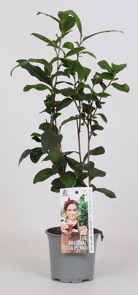 tips verzorgen kamerplant in pot