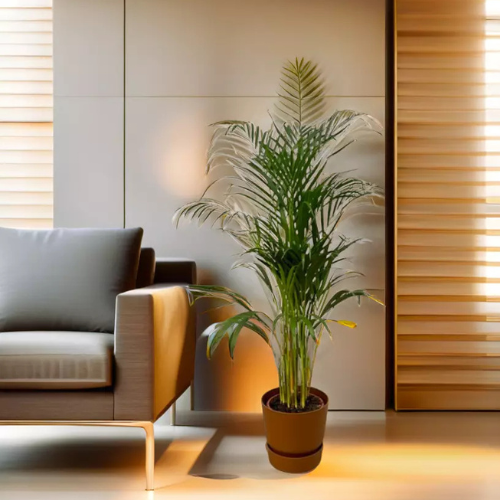 Plant Grote Areca palm in pot- ↨110cm - Ø21cm inclusief Elho Greenville Round pot bruin D24xH23