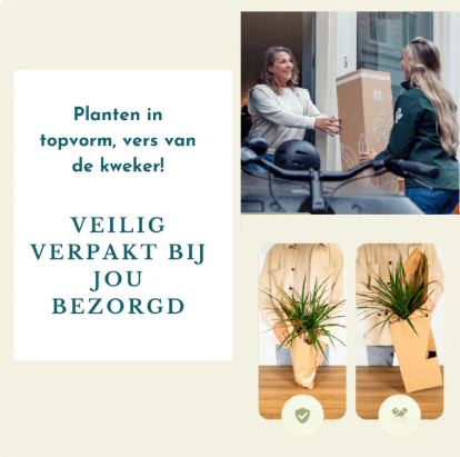 Plant Makkelijke kamerplanten box - 3 stuks - Ø17cm - ↕45-55cm