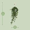 Plant Hedera Helix Pitsburg - Hang/XXL - Ø17cm - ↕90cm