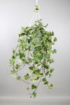 Plant Hedera Helix Gold Child - Hang/XXL - Ø24cm - ↕cm - Hang klimop