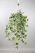 Plant Hedera Helix Gold Child - Hang/XXL - Ø24cm - ↕cm - Hang klimop