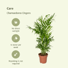 Plant Voordeelset 2 Mexicaanse Bergpalmen - Chamaedorea Elegans