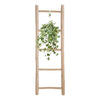 Plant Hedera Helix Gold Child - Hang/XXL - Ø24cm - ↕cm - Hang klimop