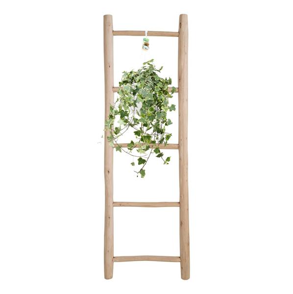 Plant Hedera Helix Gold Child - Hang/XXL - Ø24cm - ↕cm - Hang klimop