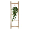 Plant Hedera Helix Pitsburg - Hang/XXL - Ø17cm - ↕90cm