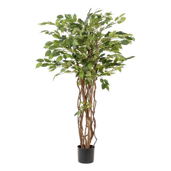 Plant Vioolbladkunstplant - Ficus liana - 140cm