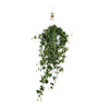 Plant Hedera Helix Pitsburg - Hang/XXL - Ø17cm - ↕90cm