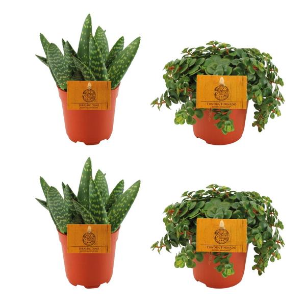 Plant Pakketje vetplantjes (4 stuks): 2x Aloe Paradisicum + 2x Sedum Tornado - Ø10.5cm - ↕10cm