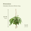 Plant Hangplantenset Kokodama Monstera - Gatenplant in pot- Minima Hang 2 stuks - Ø15cm - ↕25cm