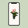 Plant Anthurium Sweet Dream - Ø12cm - ↕35cm
