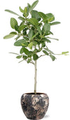 Plant Ficus Benghalensis Petite Audrey - Ø21cm - ↕75cm + Doug Pot D24x22cm - Zwart Beige