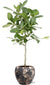 Plant Ficus Benghalensis Petite Audrey - Ø21cm - ↕75cm + Doug Pot D24x22cm - Zwart Beige
