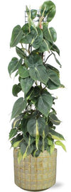 Plant Philodendron Scandens Brasil in pot - Ø24cm - ↕120cm + Stian Pot D25x22cm - Groen