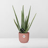 Plant Aloe Vera d12cm in roze pot ELHO