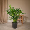 Plant Dypsis Lutescens - Areca - Ø17cm - ↕60cm