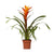 Plant Guzmania Variada - Ø12 ↕50