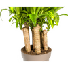 Plant Dracaena Fragrans Massangeana Karussell Ø30cm - ↕140cm