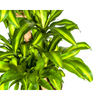 Plant Dracaena Fragrans Massangeana Karussell Ø30cm - ↕140cm