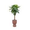 Plant Grote Pachira Aquatica inclusief pot - Geldboom / Money Tree