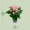 Plant Roze flamingoplant Ø17cm - ↕55cm - Anthurium Karma Joli