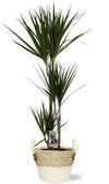 Plant Dracaena Marginata in witte pot - Ø21cm - ↕120cm + witte Lily Pot D23x20cm - Drakenbloem