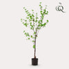 Plant Kunstplant - Oost Indische Kers - 150 cm -Tropaeolum Speciosum
