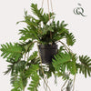 Plant Philodendron hangkunstplant - 80 cm