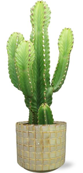 Plant Euphorbia Acrurensis in pot - Ø24cm - ↕90cm + cactus + Stian Pot D25x22cm - Beige/Groen
