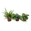 Plant Groene mix plantenset 3 stuks - Mix Chlorophytum, Hedera, Pilea ↕35cm