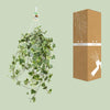 Plant Hedera Helix Gold Child - Hang/XXL - Ø24cm - ↕cm - Hang klimop