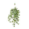 Plant Hedera Helix Gold Child - Hang/XXL - Ø24cm - ↕cm - Hang klimop