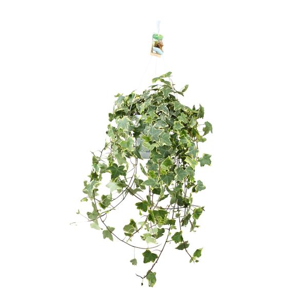 Plant Hedera Helix Gold Child - Hang/XXL - Ø24cm - ↕cm - Hang klimop