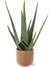 Plant Aloe Vera - Ø12cm - ↕40cm + Aresso Pot D13x12,5cm - Bruin