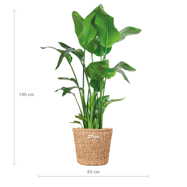 Plant XL Strelitzia Nicolai (Paradijsvogelplant) met Torun mand - 140cm - Ø27
