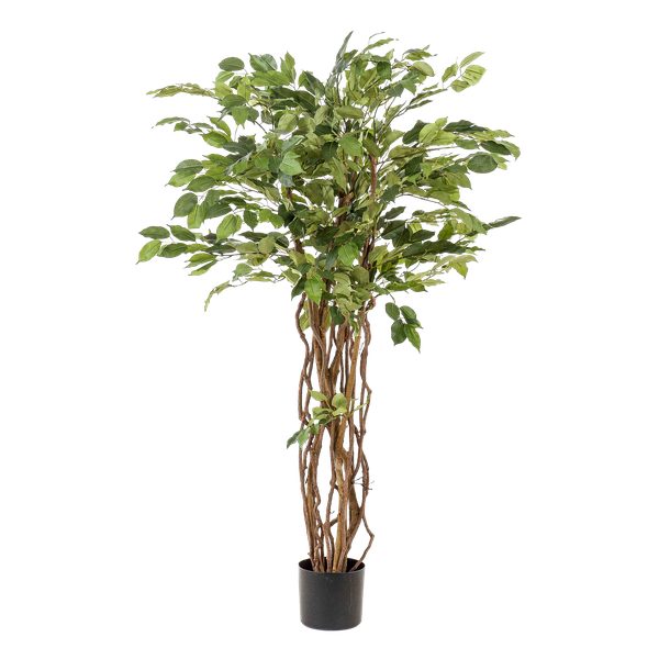 Plant Vioolbladkunstplant - Ficus liana - 140cm