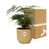 Plant Asparagus Setaceus ‘Plumosus’ in ELHO Vibes Fold d14cm geel
