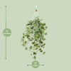 Plant Hedera Helix Gold Child - Hang/XXL - Ø24cm - ↕cm - Hang klimop