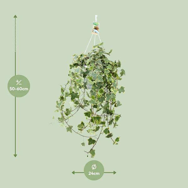 Plant Hedera Helix Gold Child - Hang/XXL - Ø24cm - ↕cm - Hang klimop