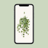 Plant Hedera Helix Gold Child - Hang/XXL - Ø24cm - ↕cm - Hang klimop