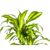 Plant Dracaena Fragrans Massangeana Karussell Ø30cm - ↕140cm