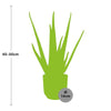 Plant Aloe Vera d12cm in roze pot ELHO