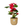 Plant Rode Anthurium in stijlvolle gele pot - (hoogte tot 40cm)