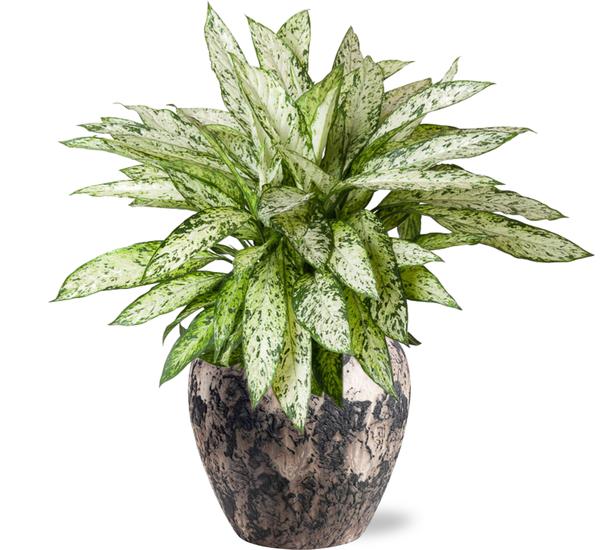 Plant Dieffenbachia Vesuvius in luxe pot - Ø27cm - ↕80cm + Doug Pot D29x26cm - Zwart Beige