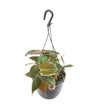 Plant Hang- en klimplant Philodendron Scandens 'Micans' Hangpot - Ø15cm - ↕40cm