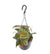 Plant Hang- en klimplant Philodendron Scandens 'Micans' Hangpot - Ø15cm - ↕40cm