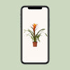 Plant Guzmania Variada - Ø12 ↕50