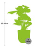 Plant Rode Anthurium in stijlvolle gele pot - (hoogte tot 40cm)