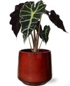 Plant Alocasia in mooie rode puglia pot - Ø12cm - ↕30cm