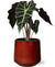 Plant Alocasia in mooie rode puglia pot - Ø12cm - ↕30cm